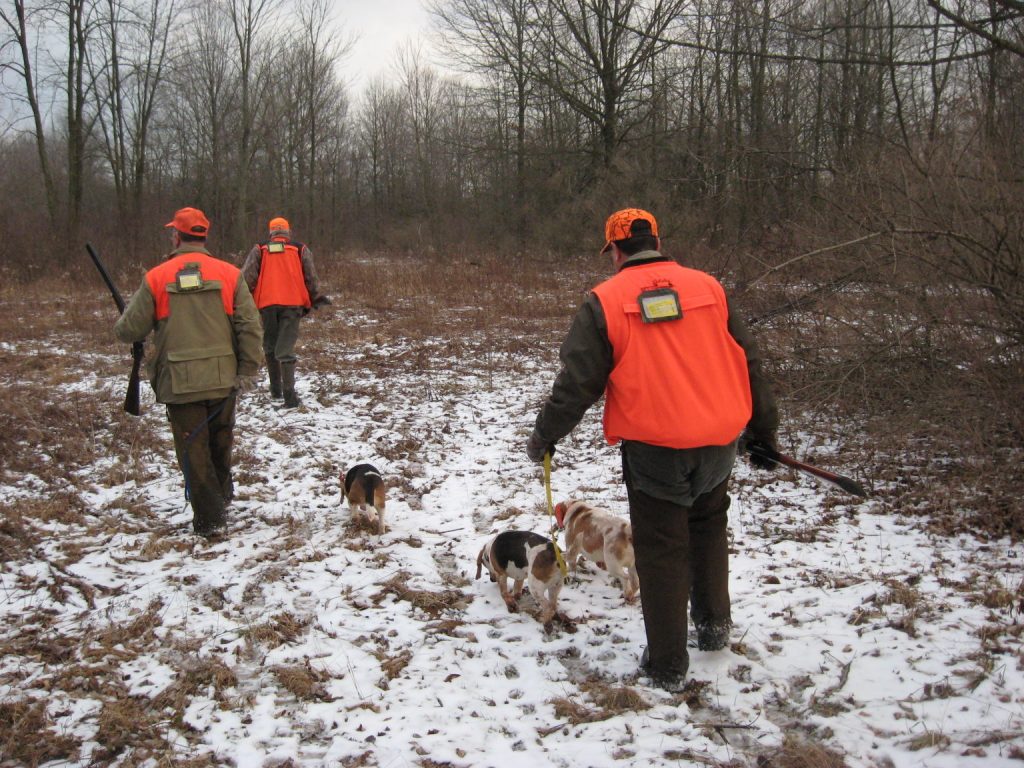 Person Hunting Rabbit Science affirms rabbit lore from years gone by - Herald-Standard
